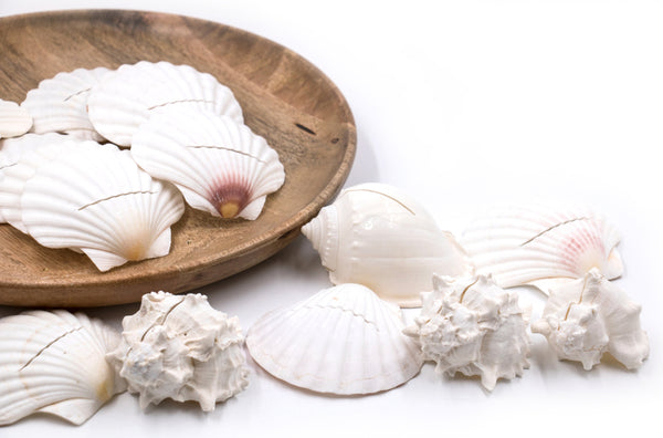 White Mix Seashell Place Card Holders